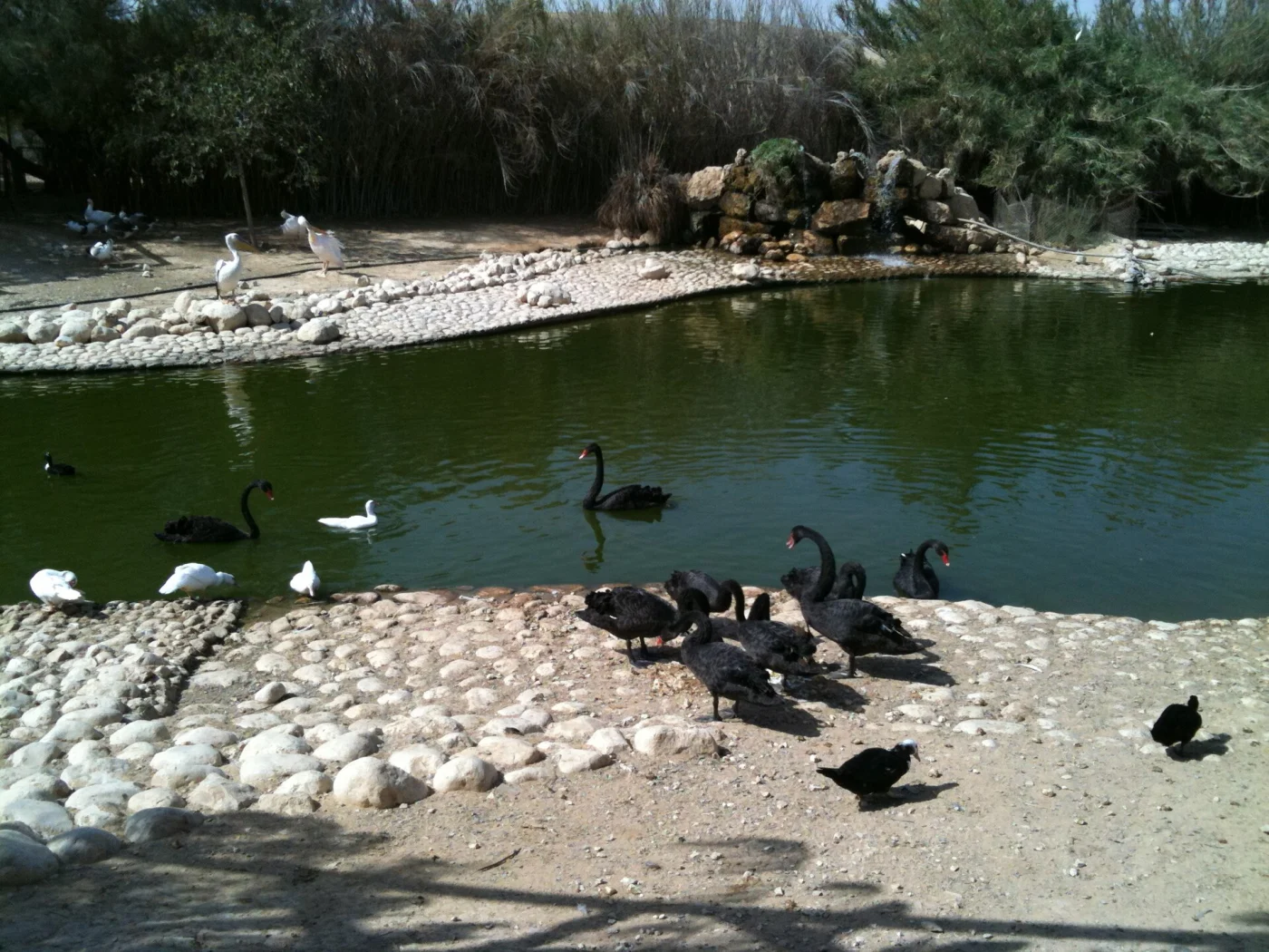 NegevZoo