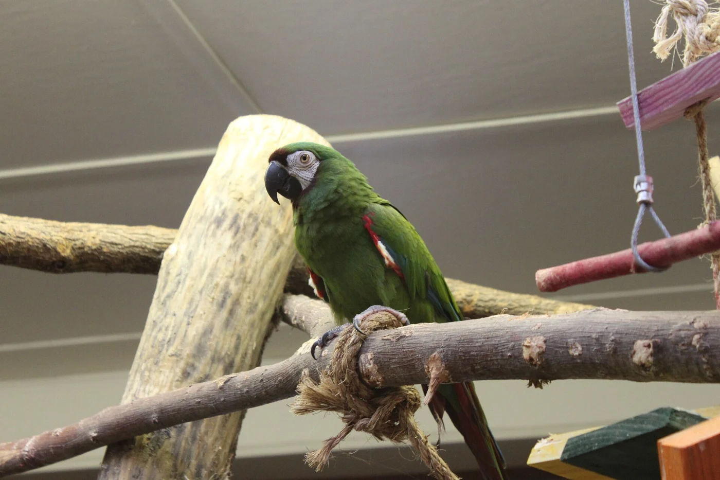 Niabi Zoo