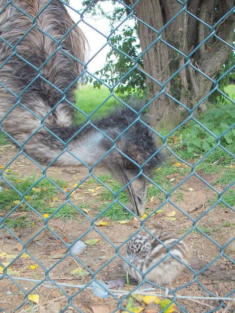 Noah's Ark Zoo Farm