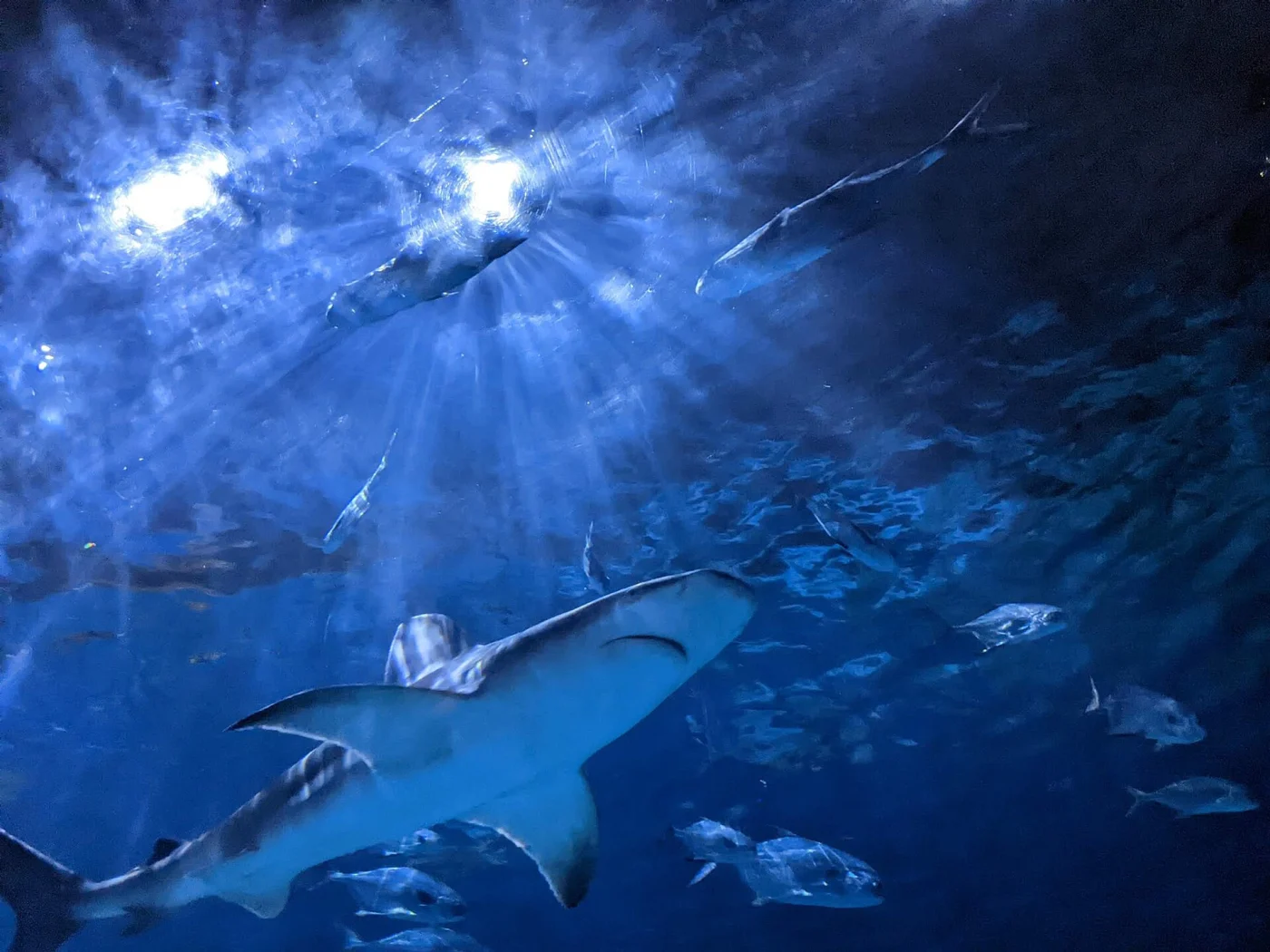 North Carolina Aquariums