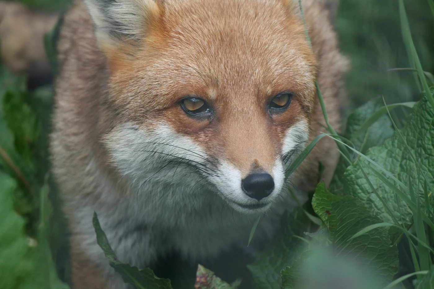 Northumberland Zoo