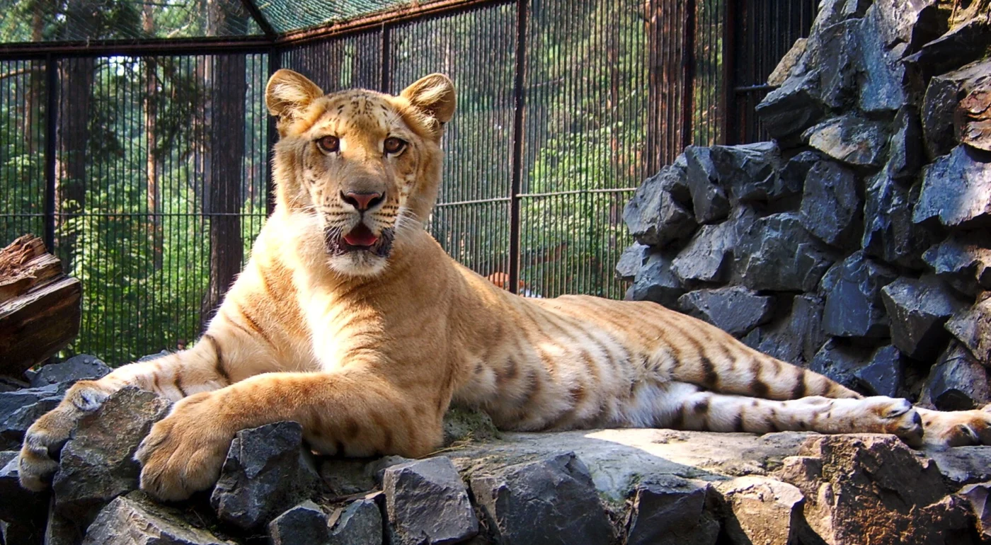 Novosibirsk Zoo