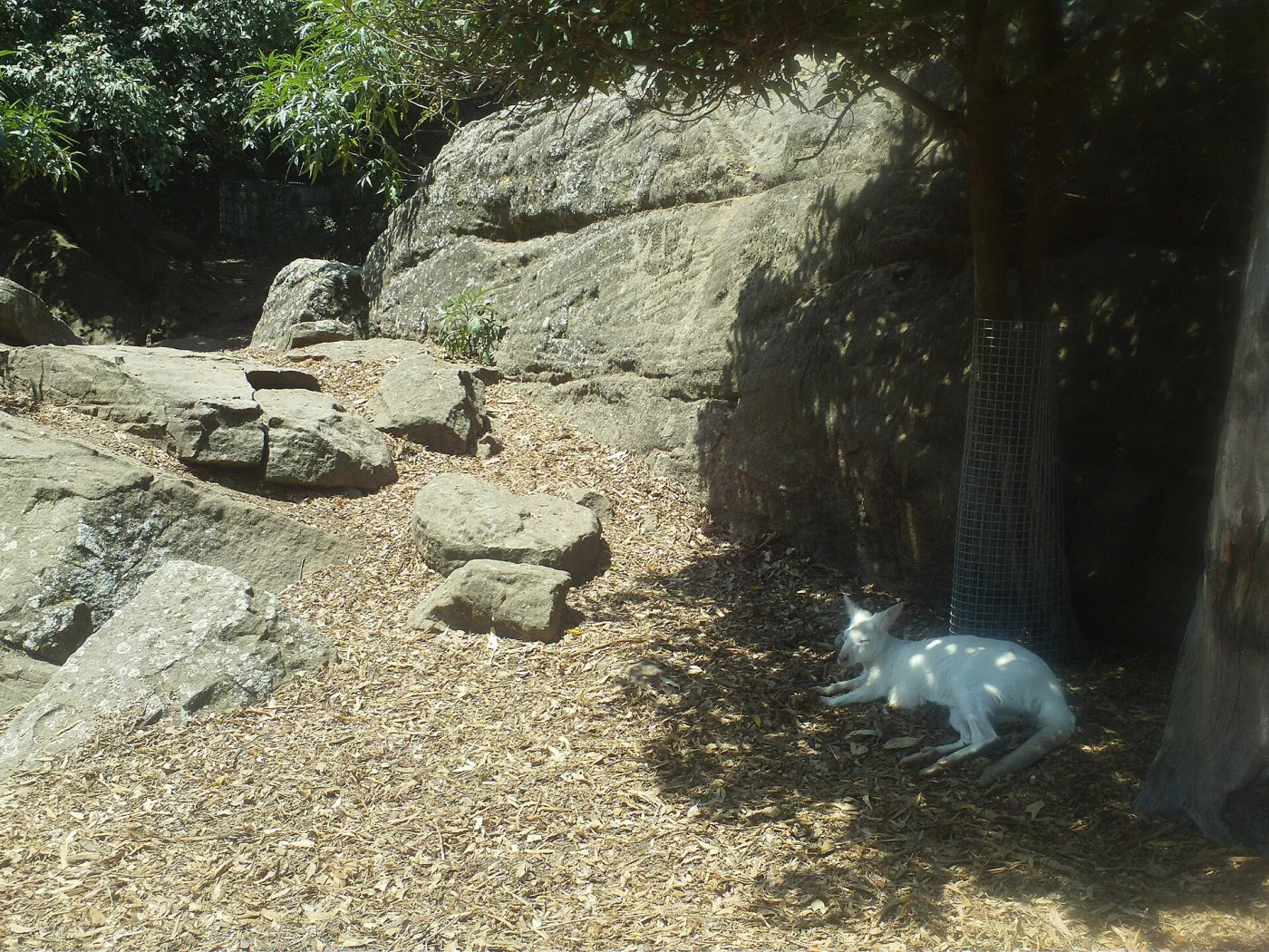 Nowra Wildlife Park