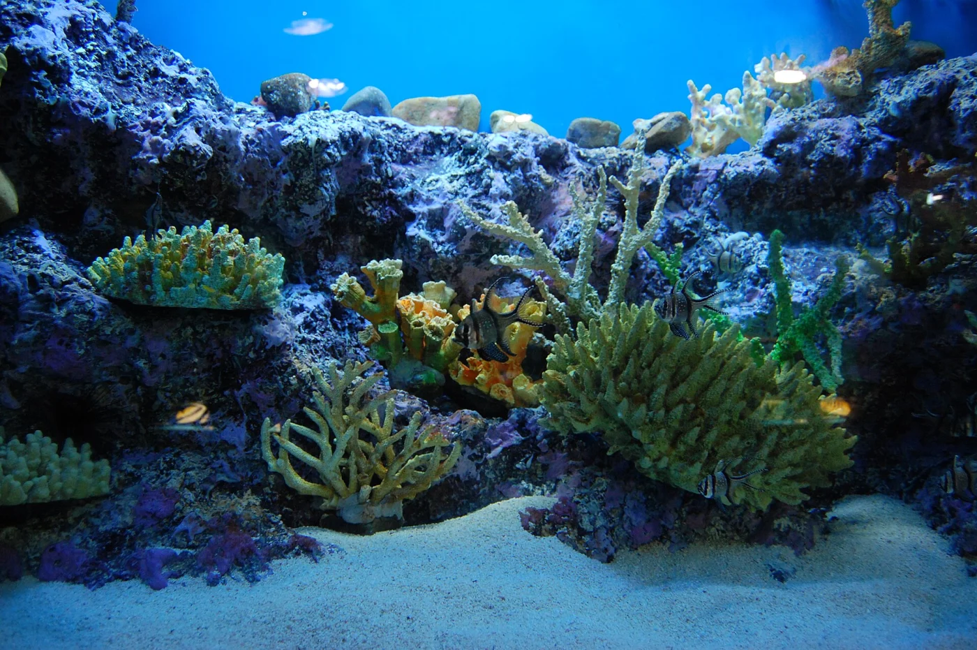 Ocean Park Aquarium