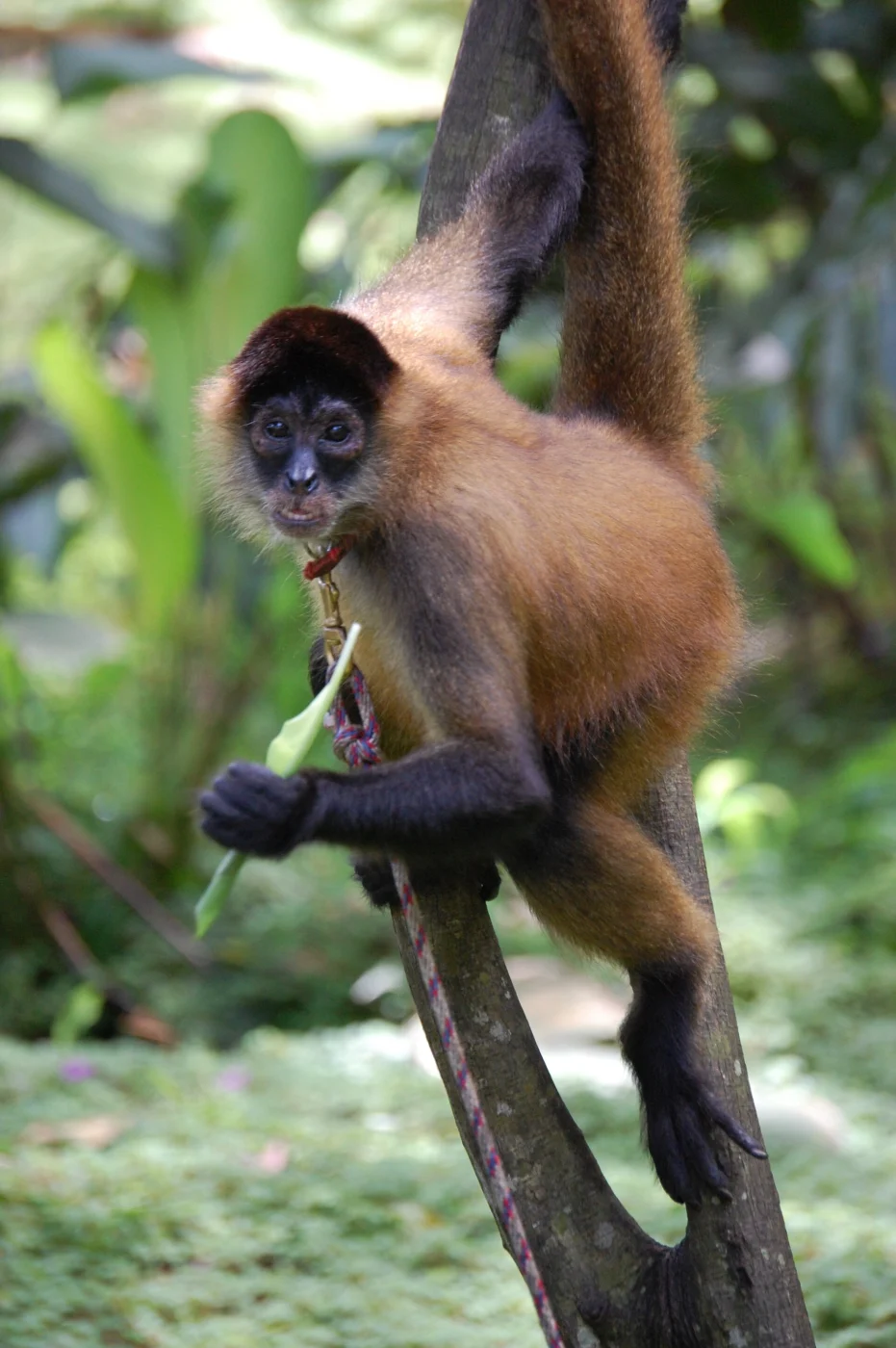 Osa Wildlife Sanctuary