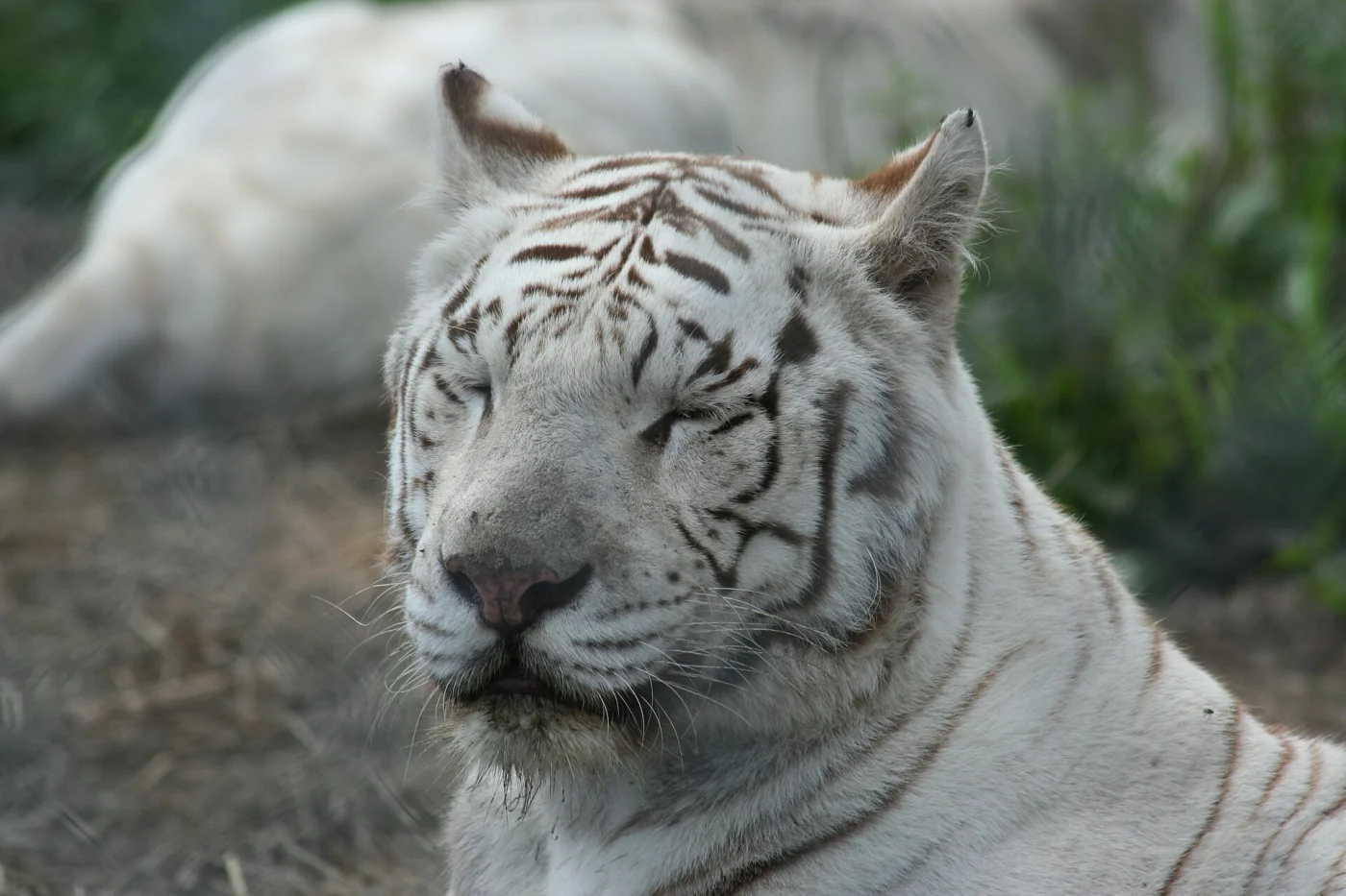 Papanack Park Zoo