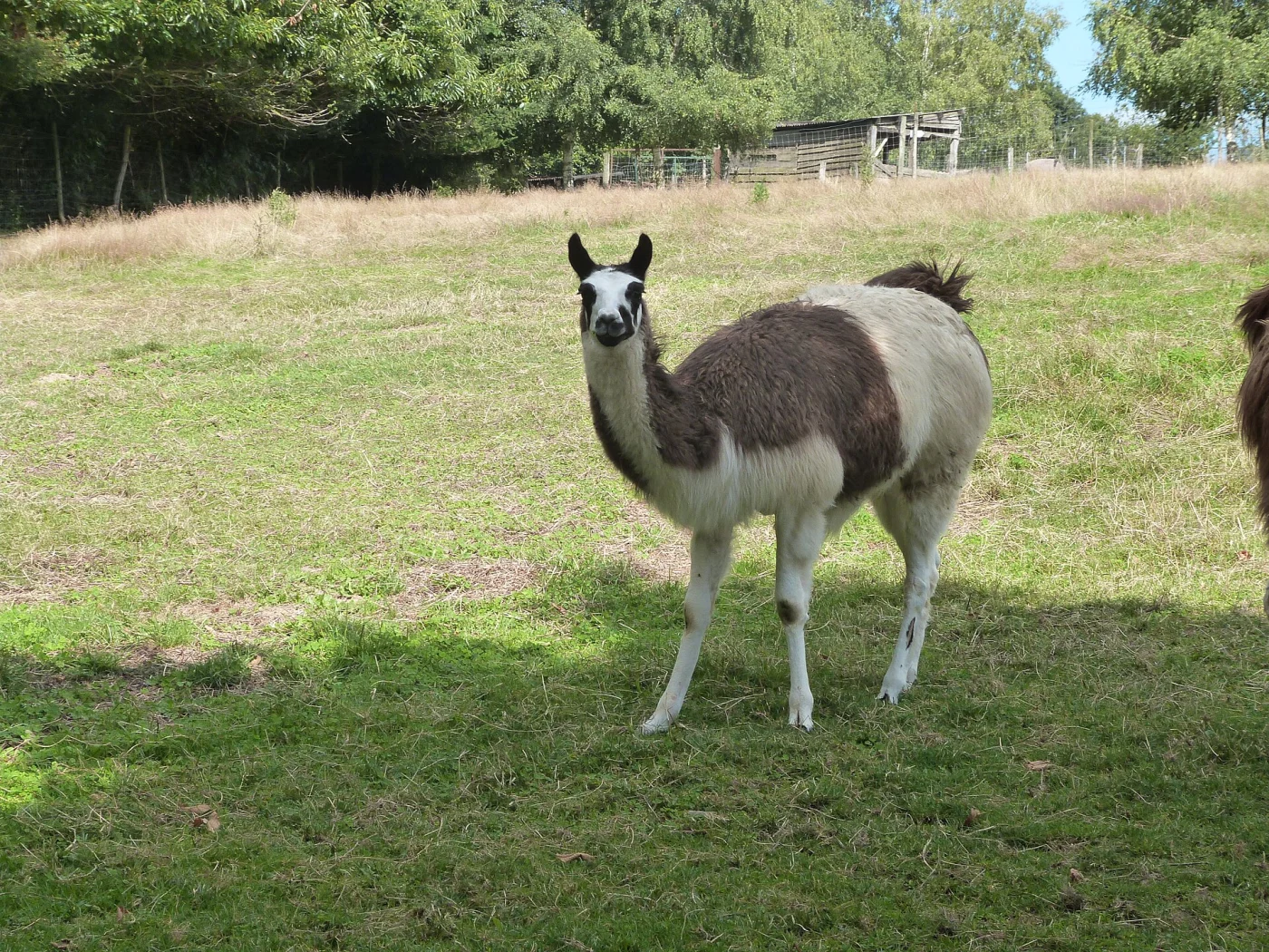 Parc animalier de Pradinas