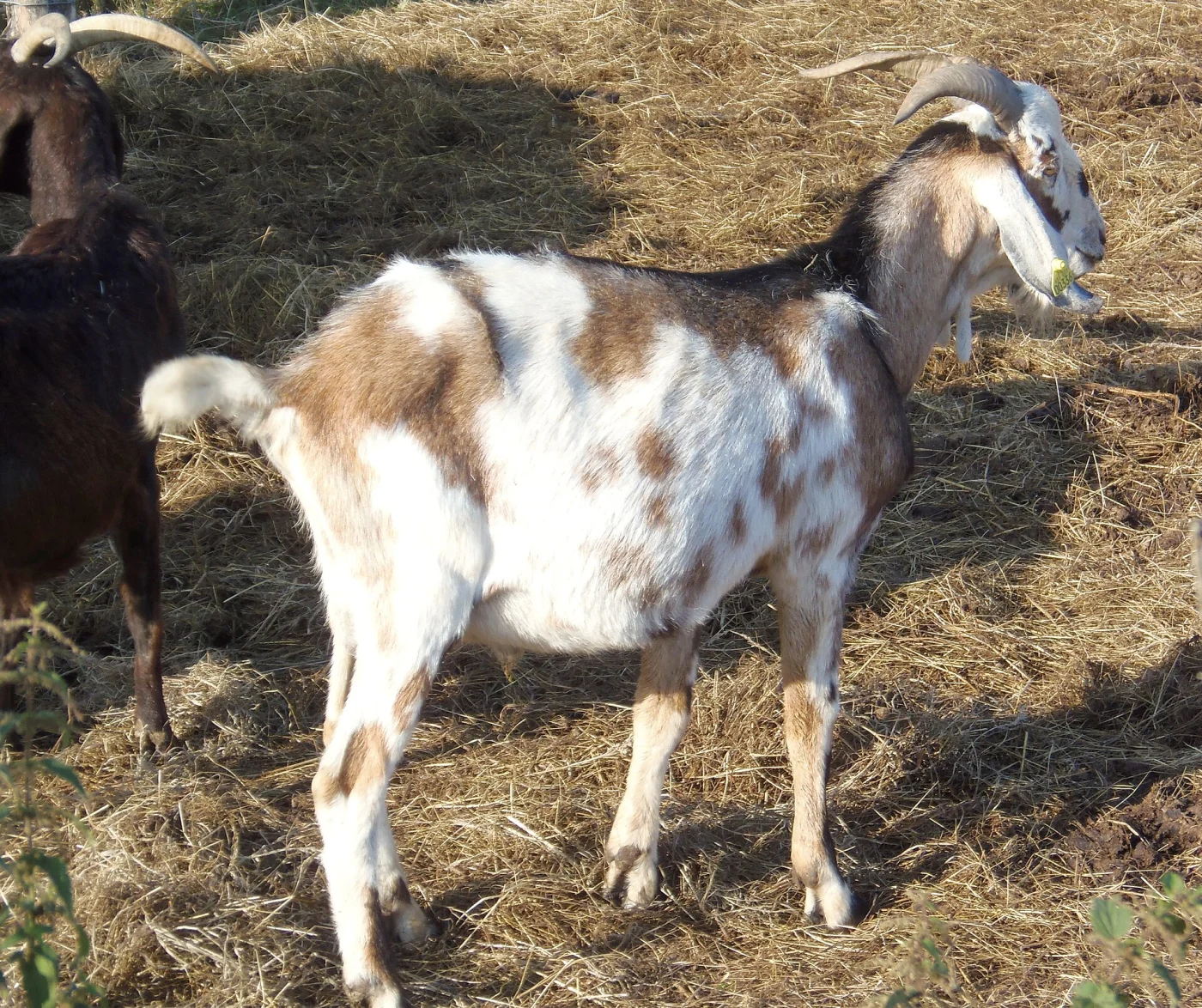 Parc Animalier d'Écouves