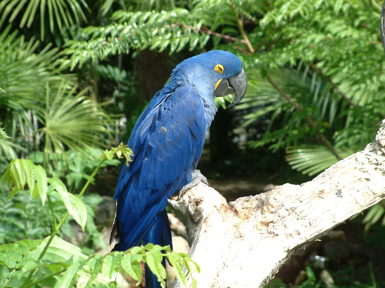 Parc des oiseaux