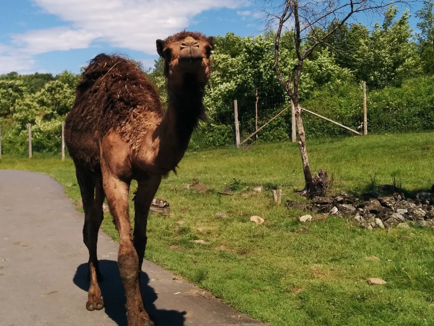 Parc Safari