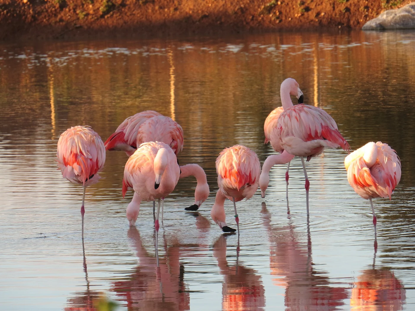 Parc zoologique Val d'Hérault nature