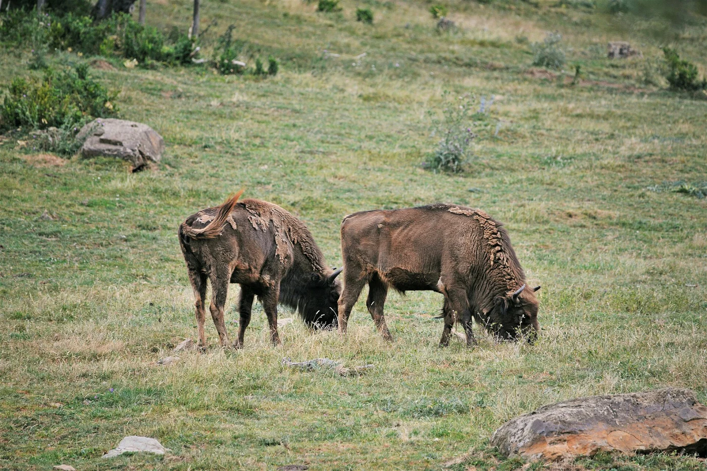 Parque Faunístico de Lacuniacha