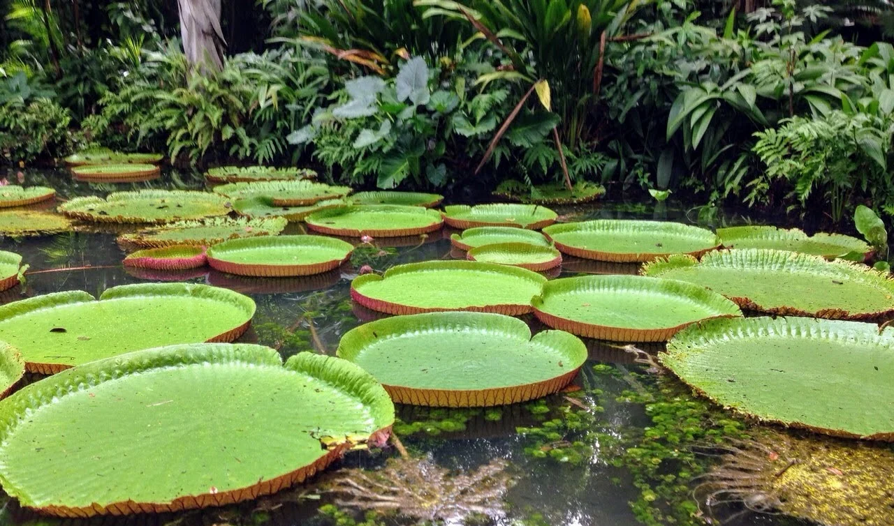 Parque Zoobotânico do Museu Paraense Emílio Goeldi