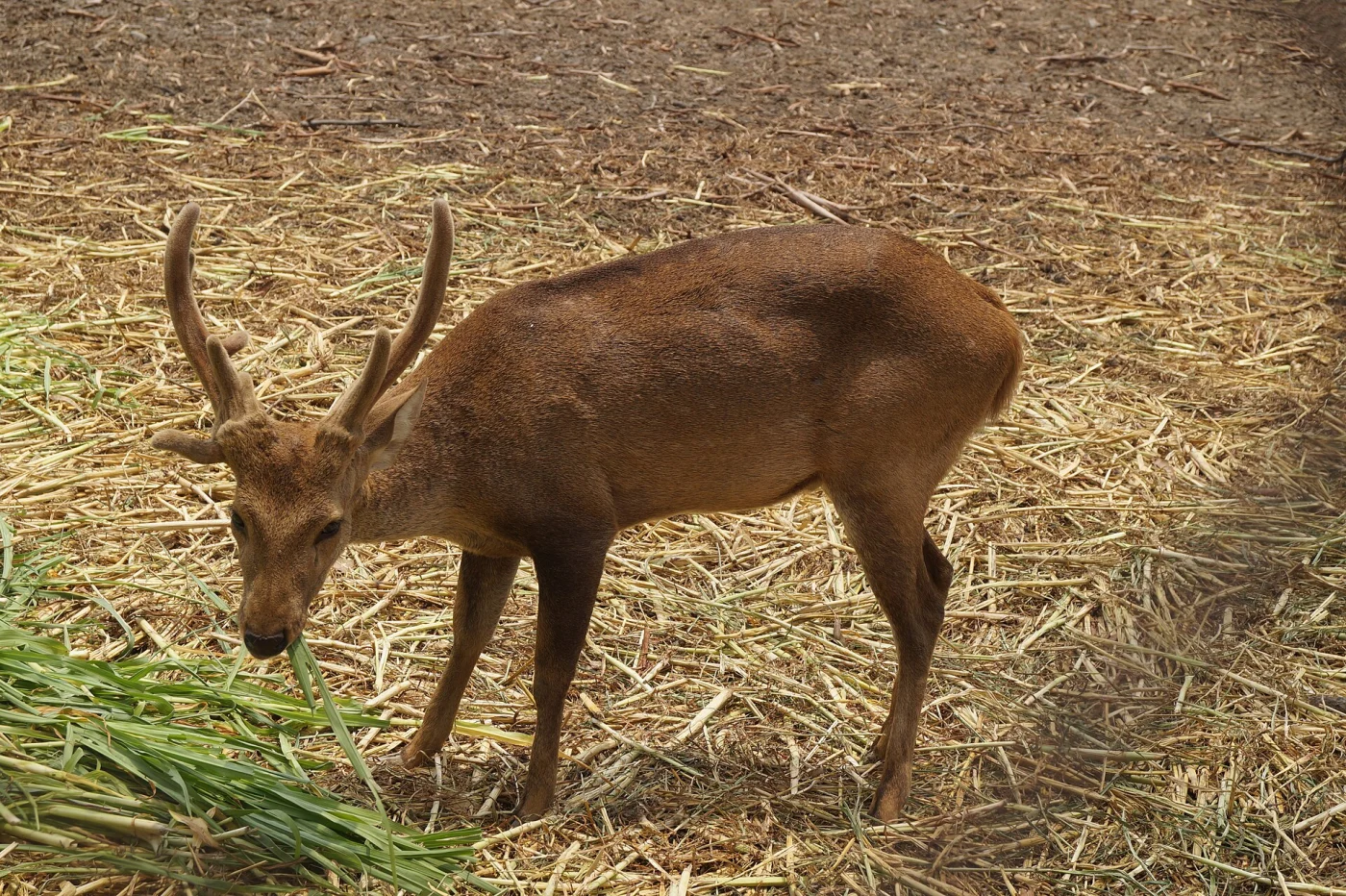Patiala Zoo