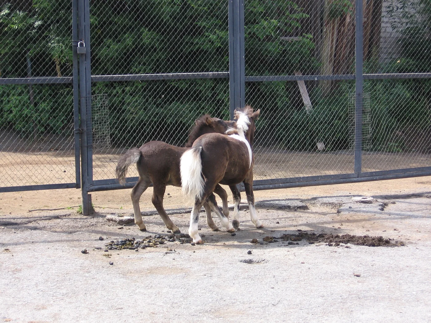 Perm Zoo