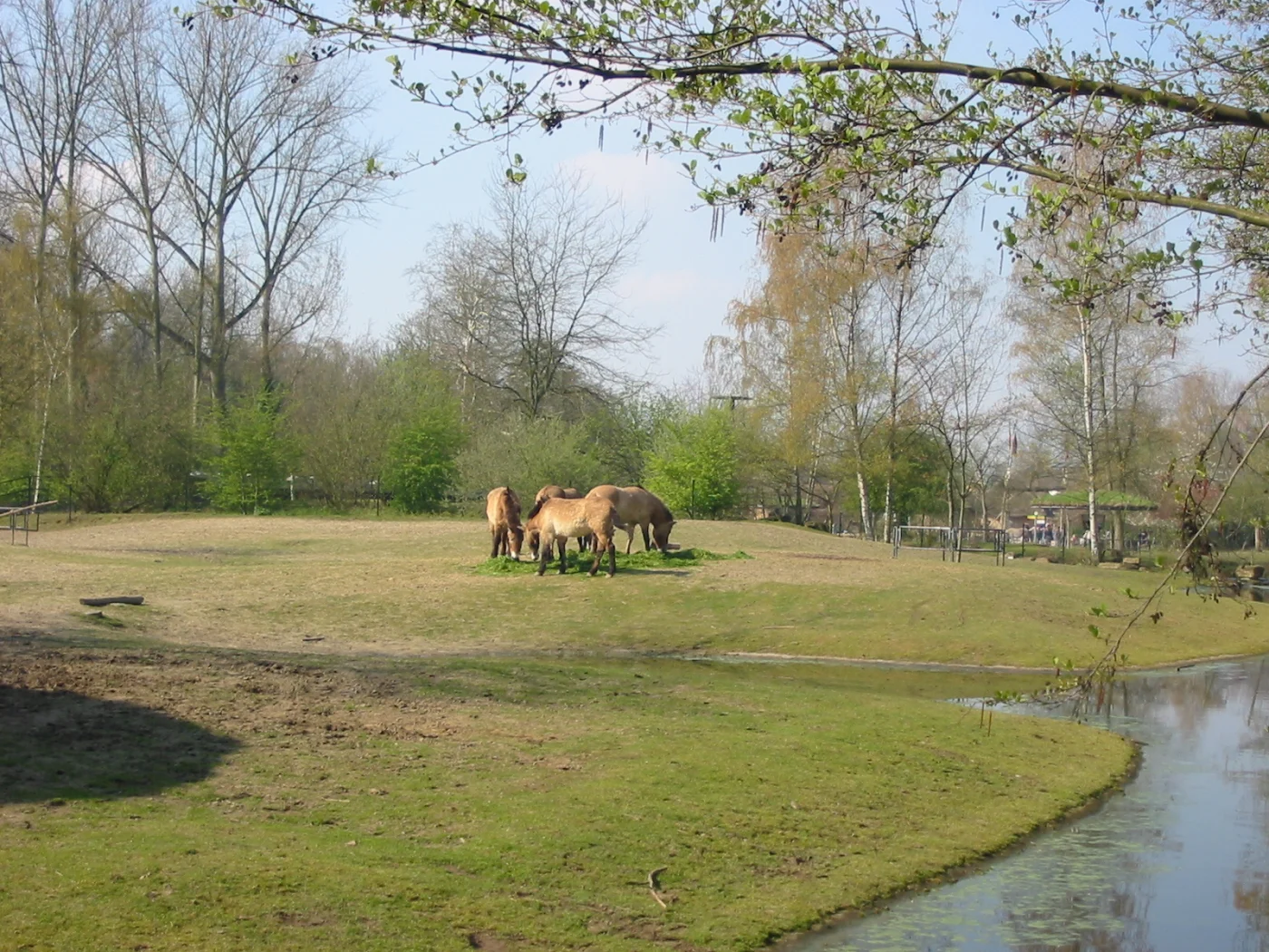 Planckendael Zoo