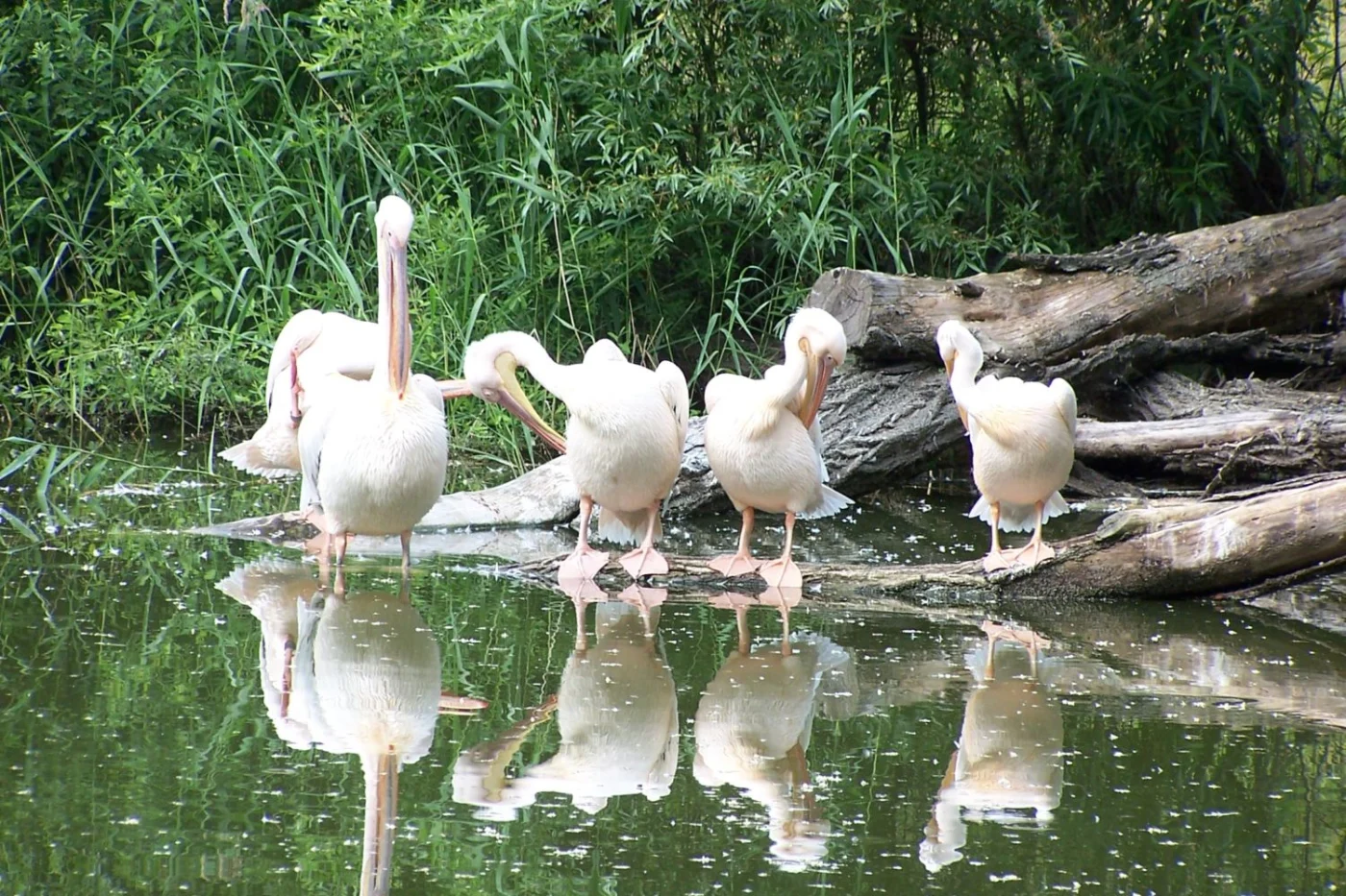 Plock Zoo