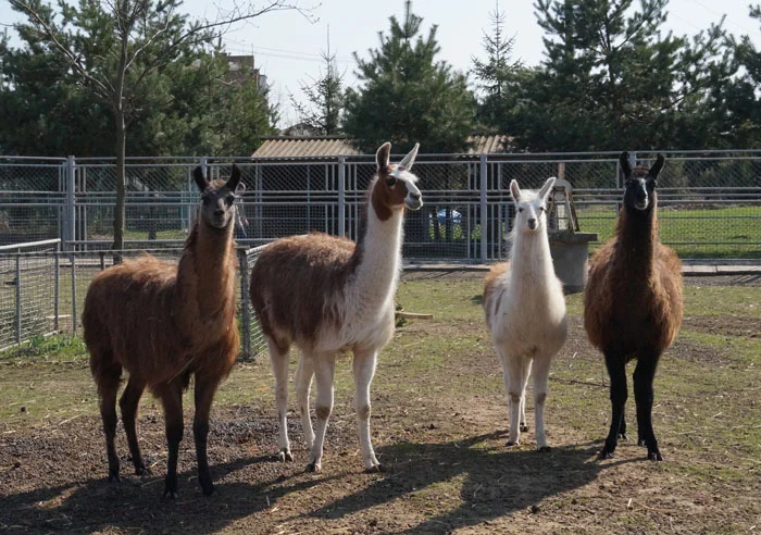 Podilskyi Zoo