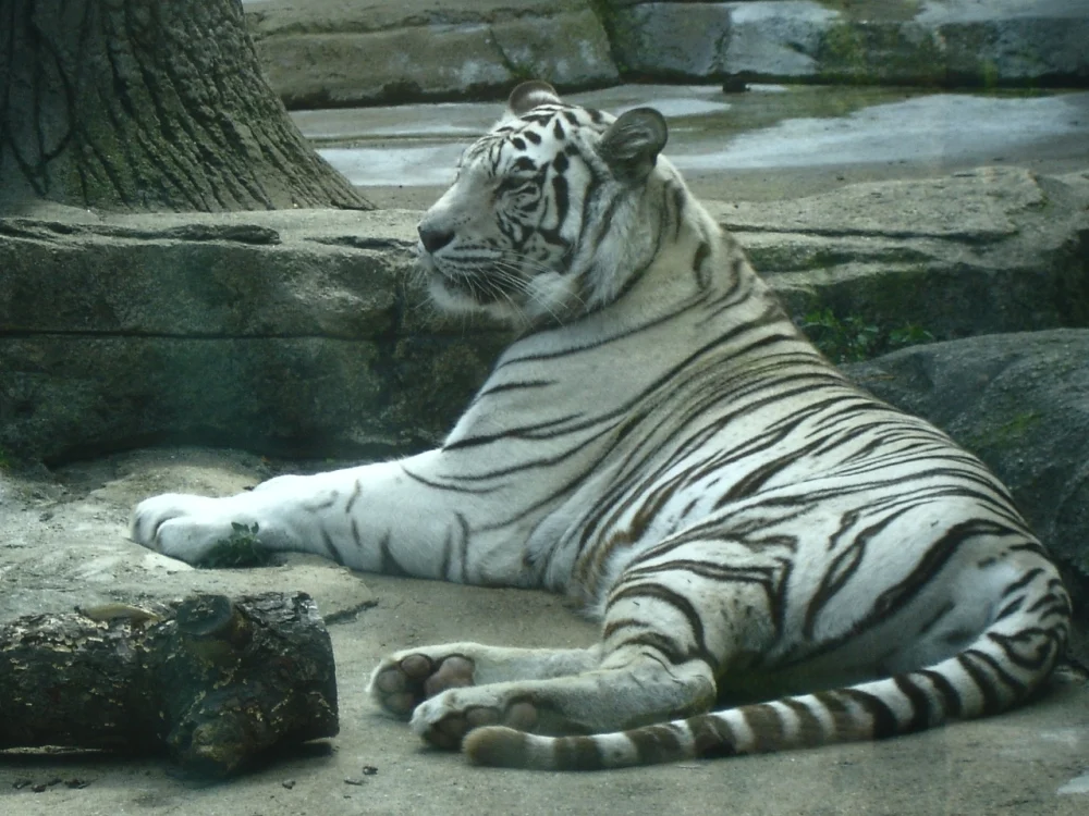 Potawatomi Zoo