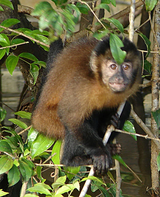 Primate Rescue Center