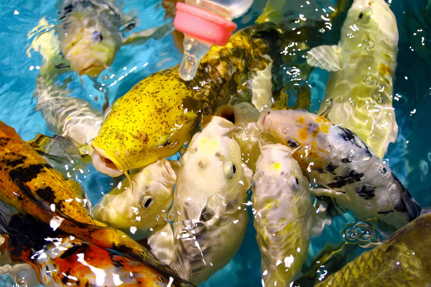 Radiant Fish World