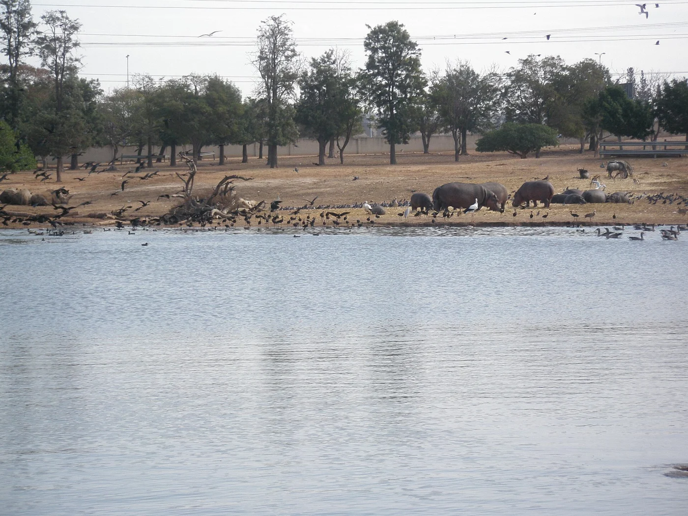 Ramat Gan Safari