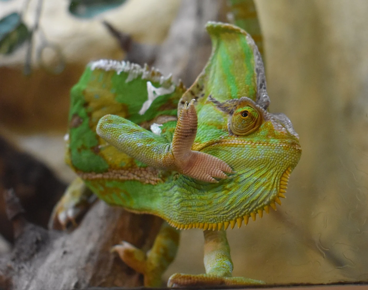 Reptilarium du Larzac