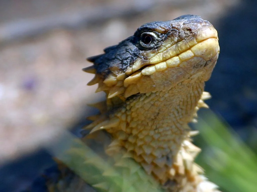 Reptilia