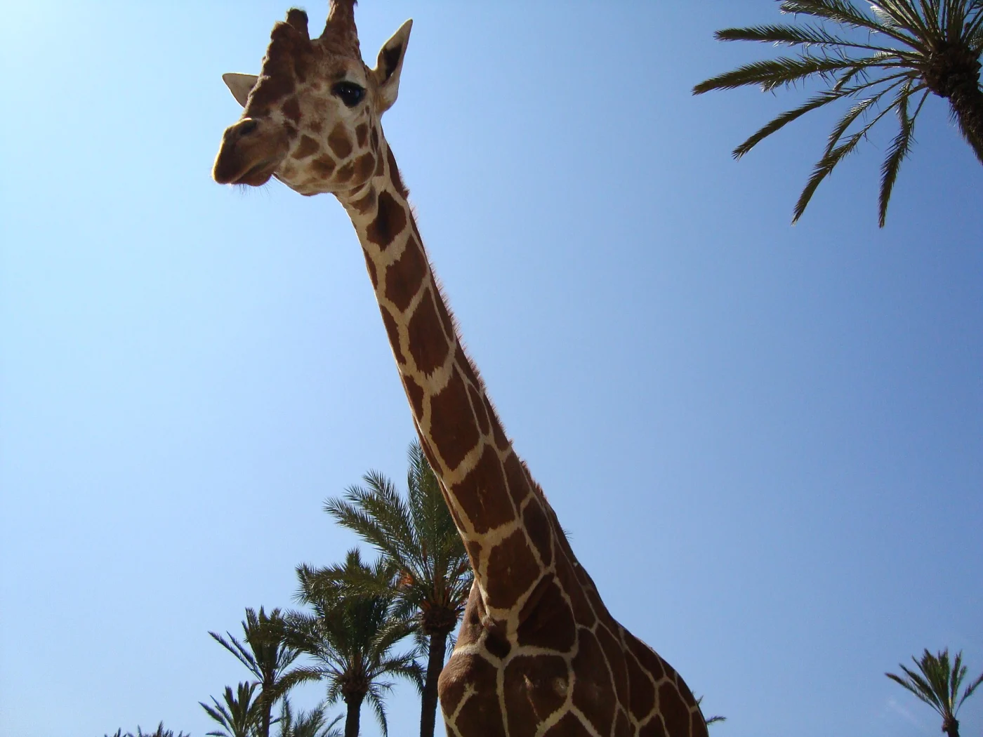 Río Safari Elche