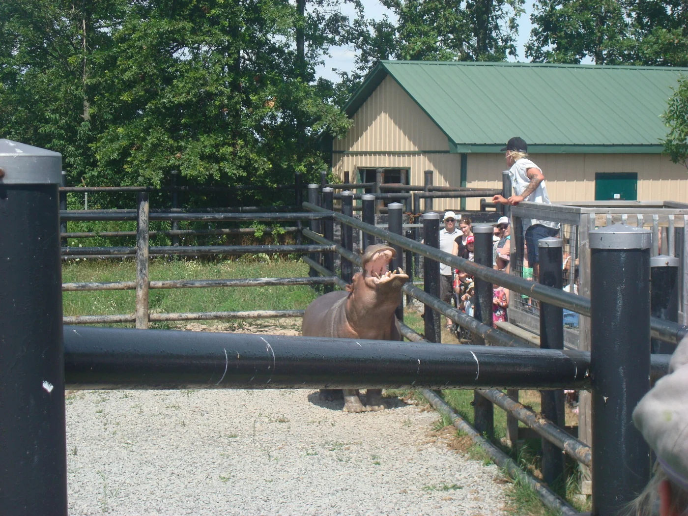 Safari Niagara