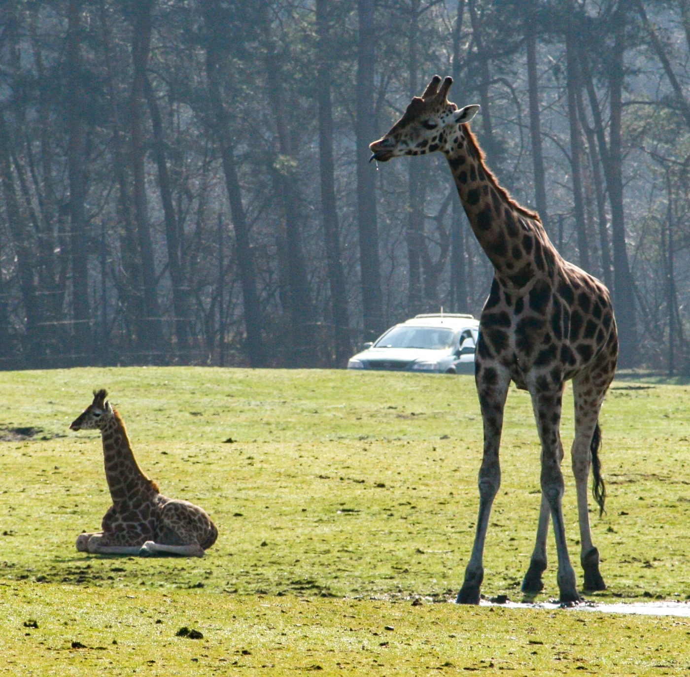 Safaripark Beekse Bergen