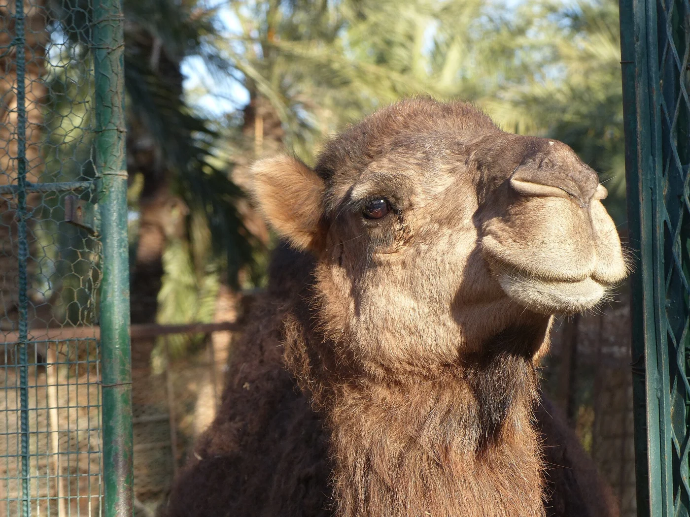 Sahara Zoo