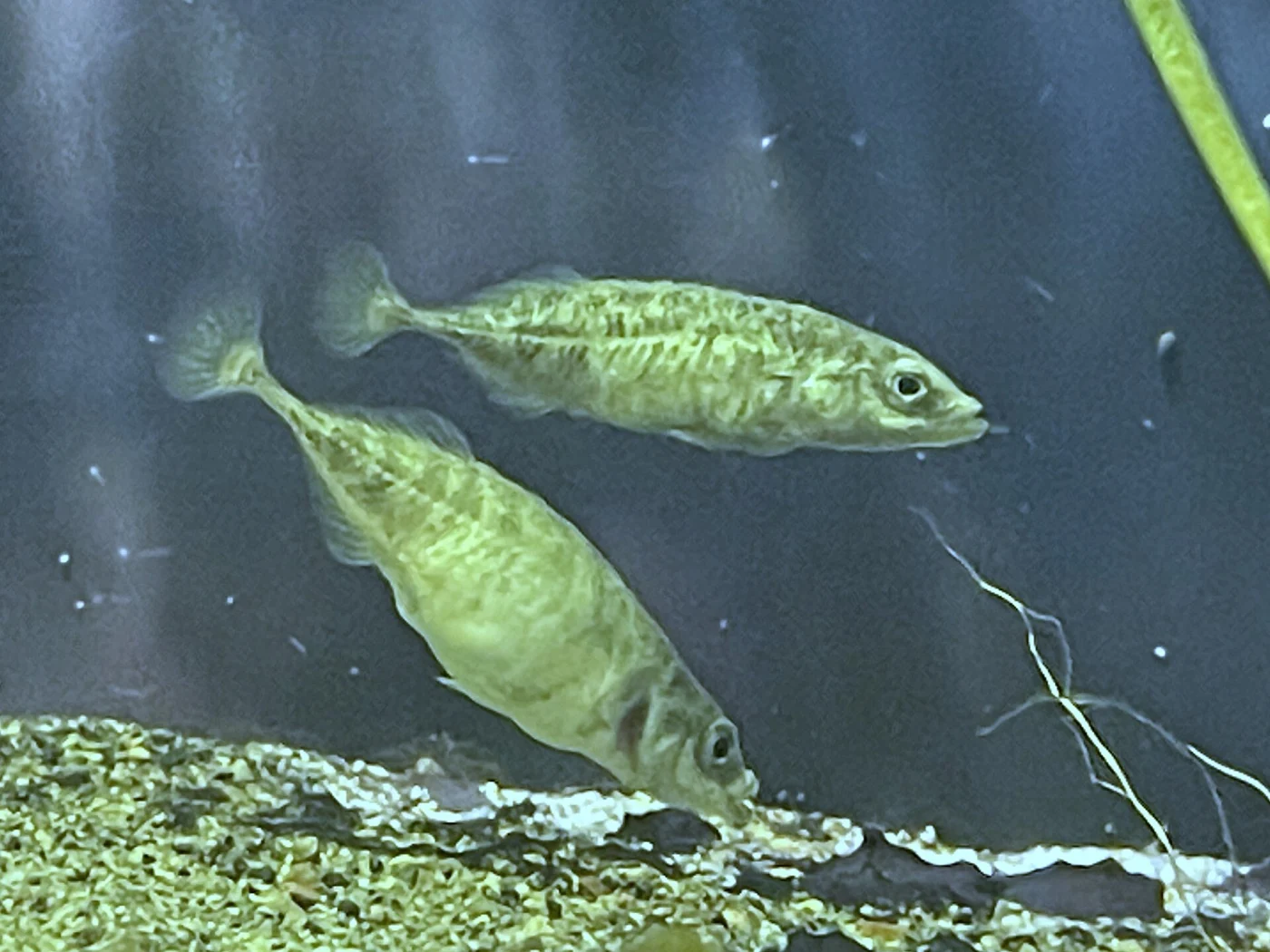 Saitama Aquarium