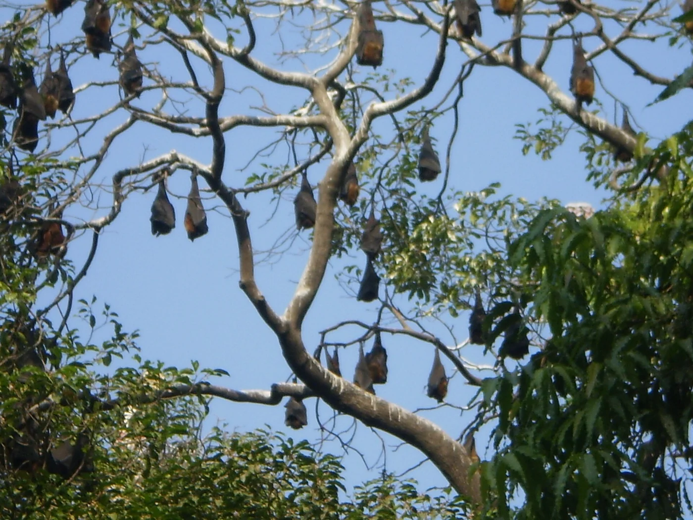 Sakkarbaug Zoological Garden