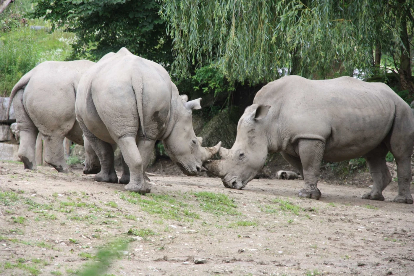 Salzburg Zoo