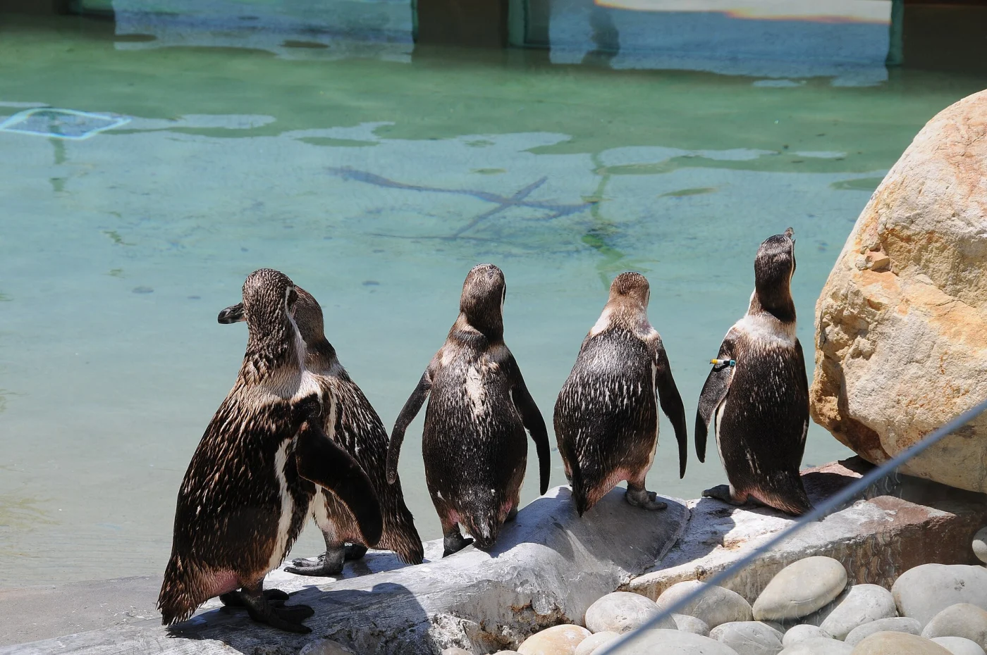 Santo Inácio Zoo
