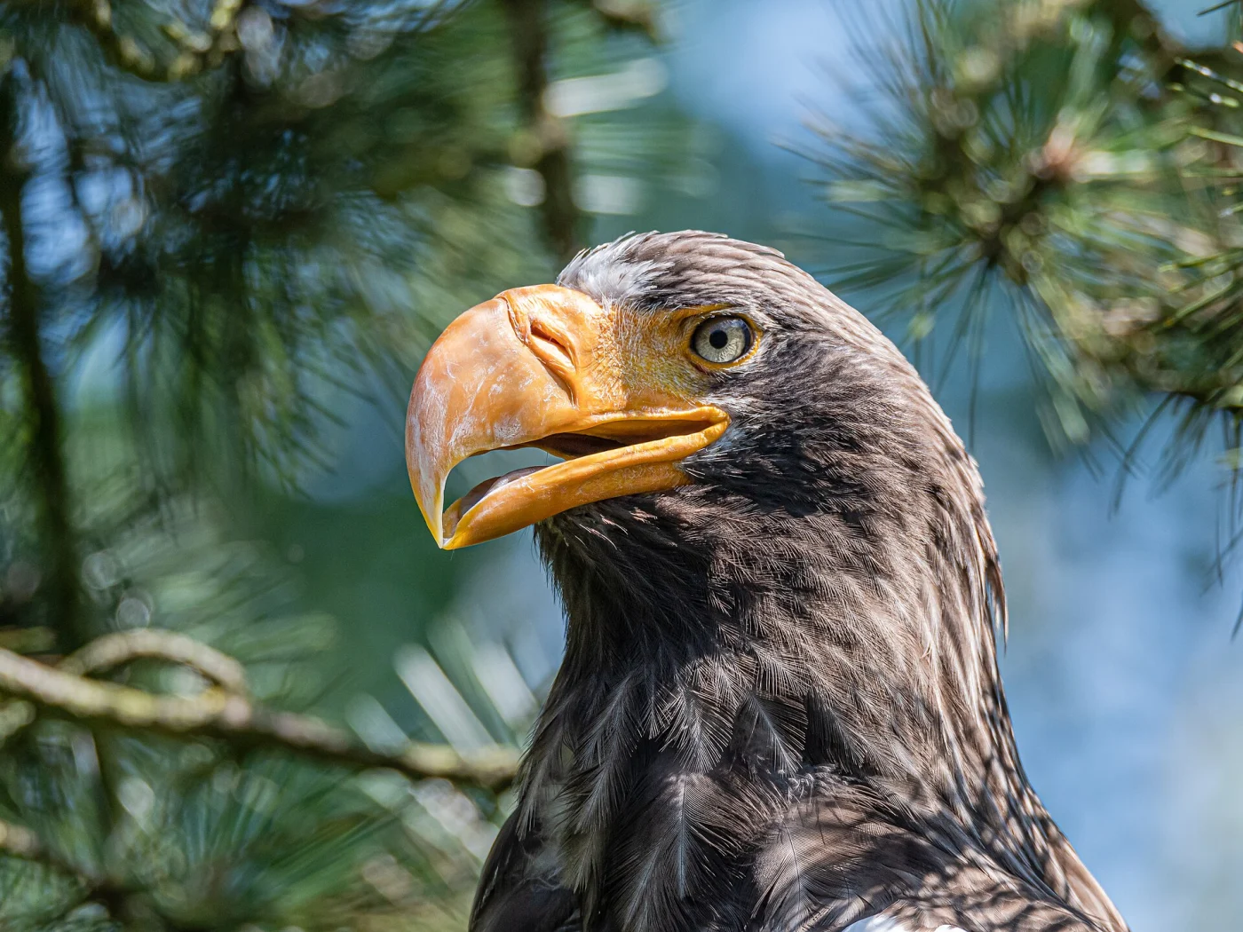 Schmiding Zoo