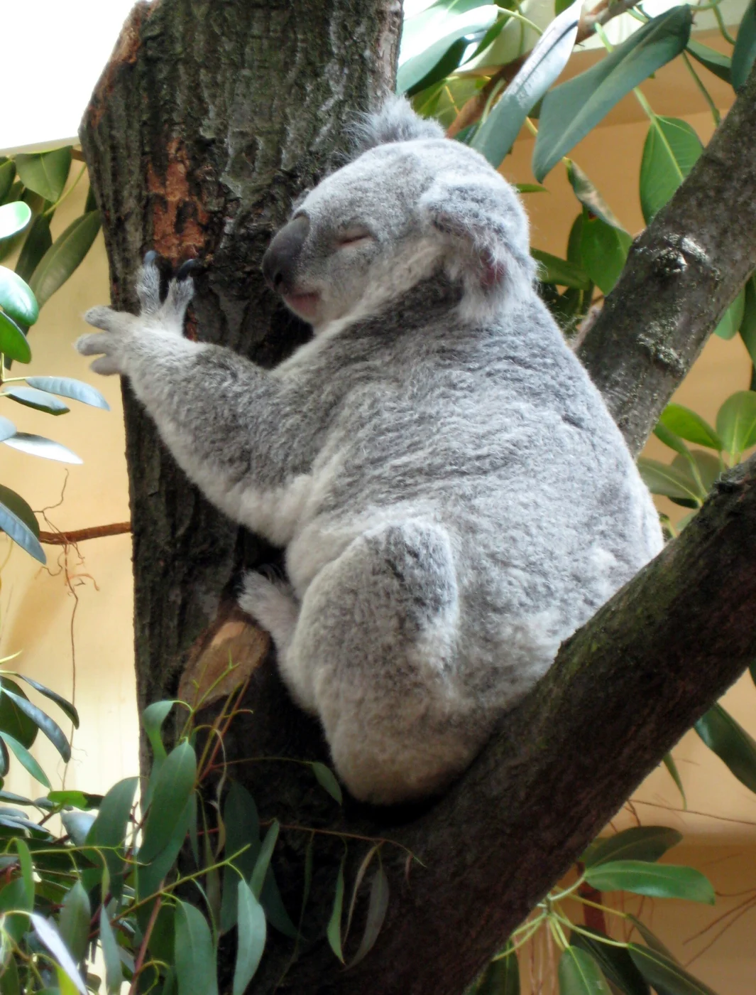 Schönbrunn Zoo