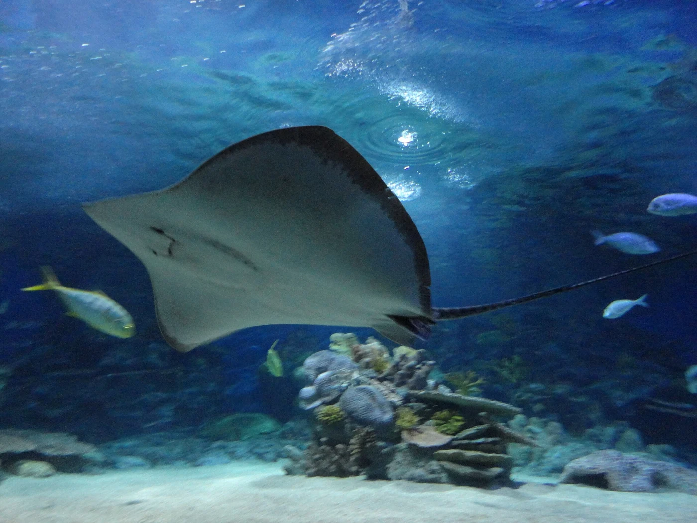 Sea Life İstanbul