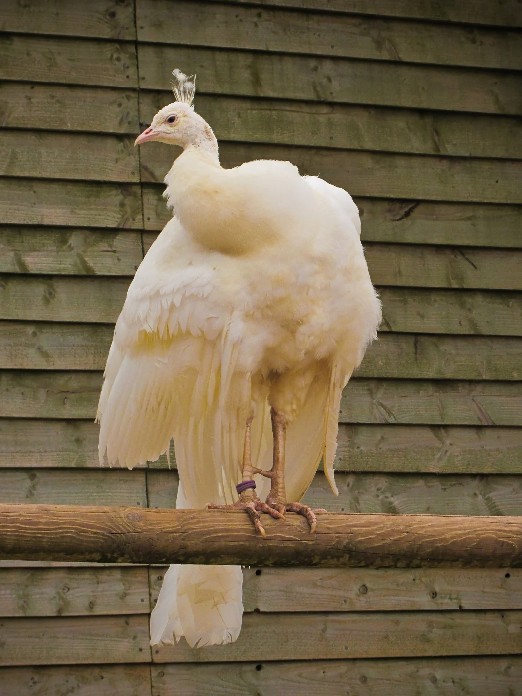 Seaview Wildlife Encounter