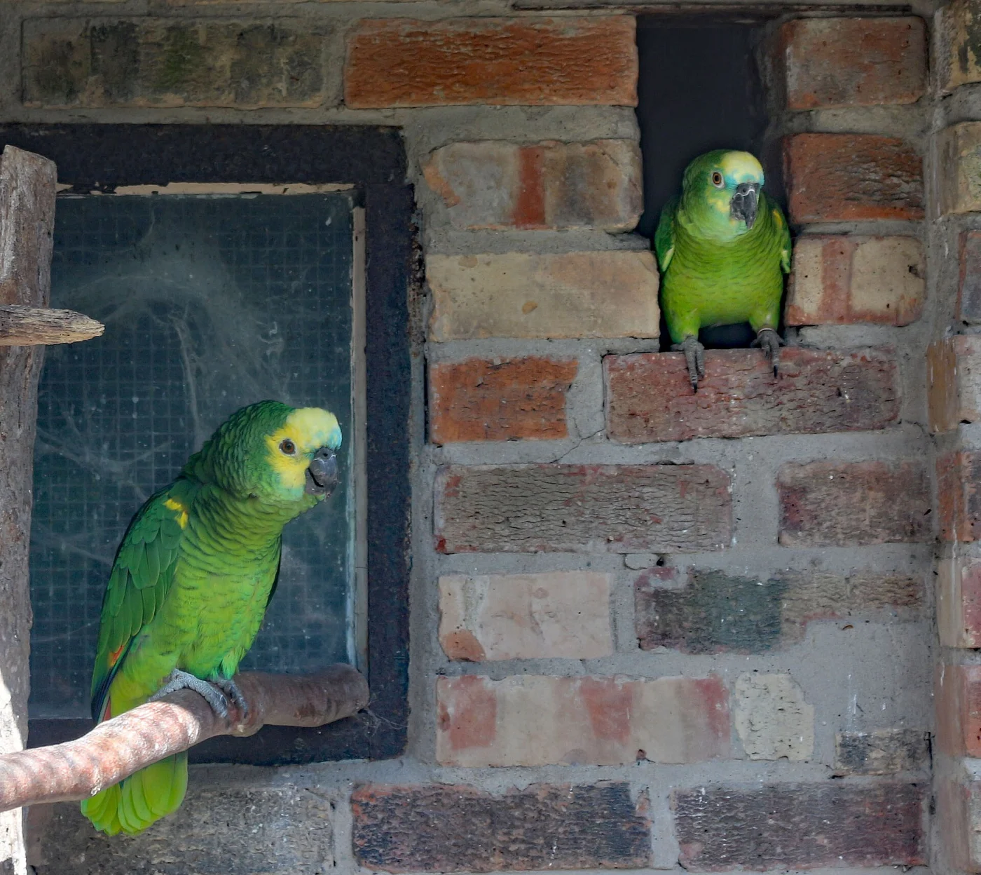 Sewerby Zoo
