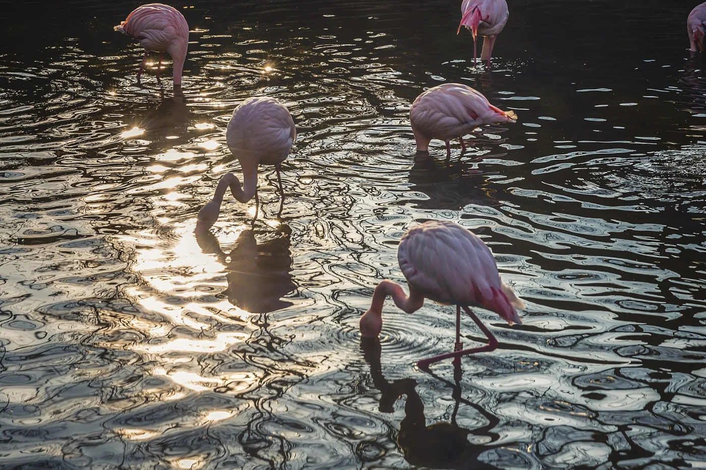 Soğanlı Zoo