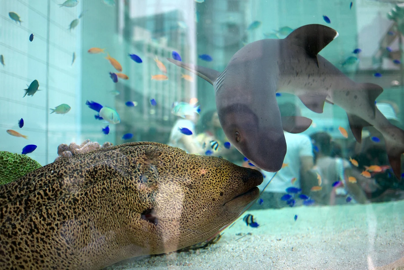 Sony aquarium