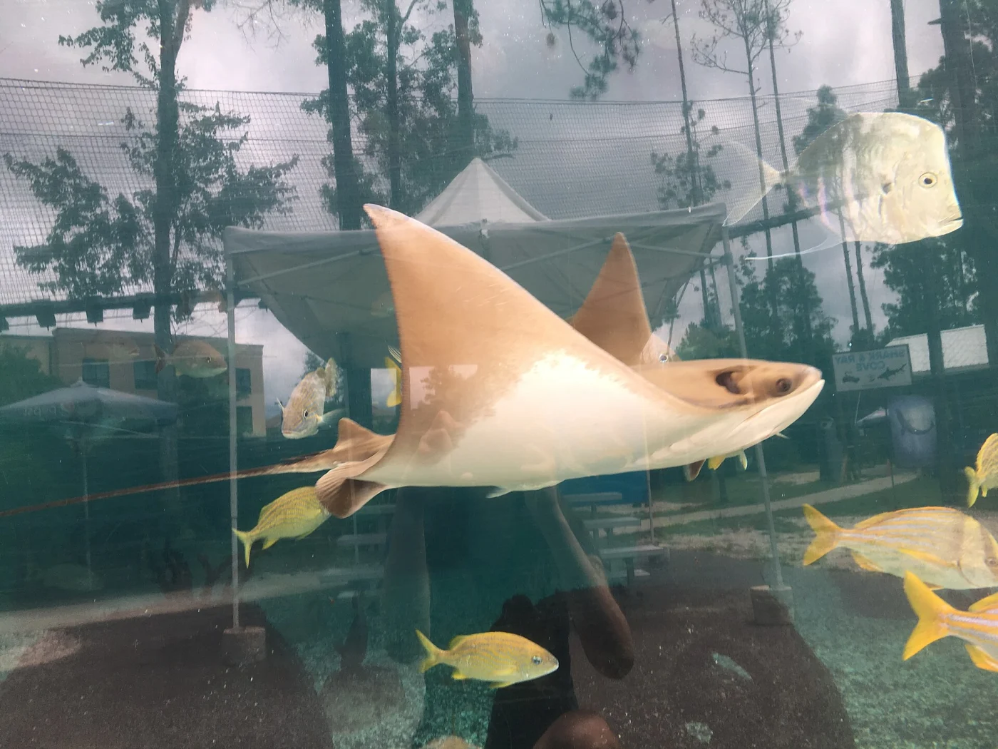 St. Augustine Aquarium