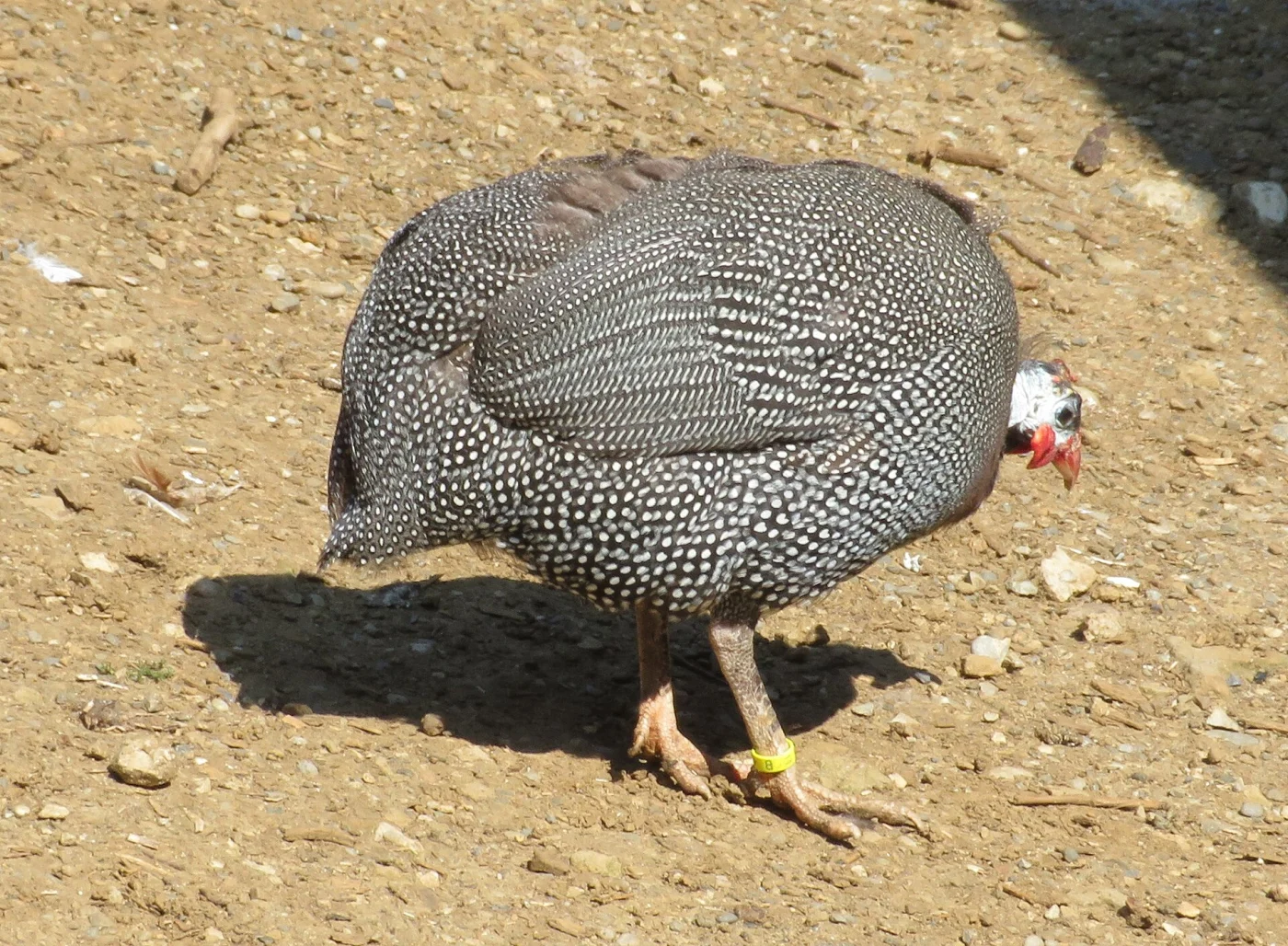 Tierpark Bad Zurzach