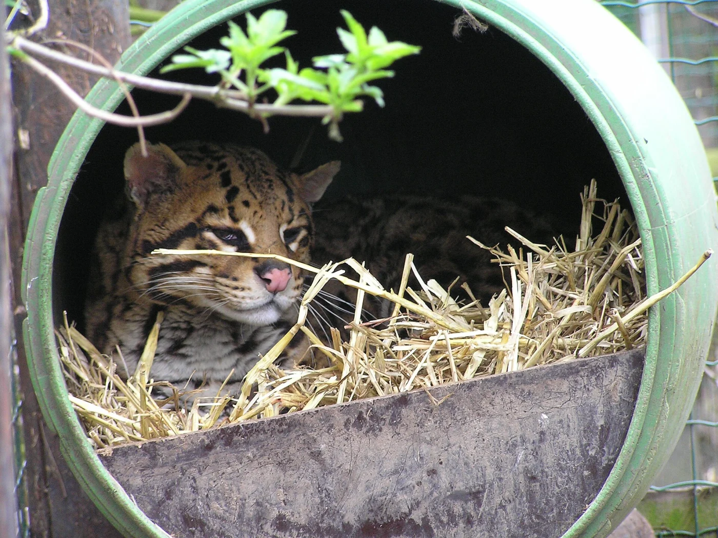 Uilen- en Dierenpark De Paay