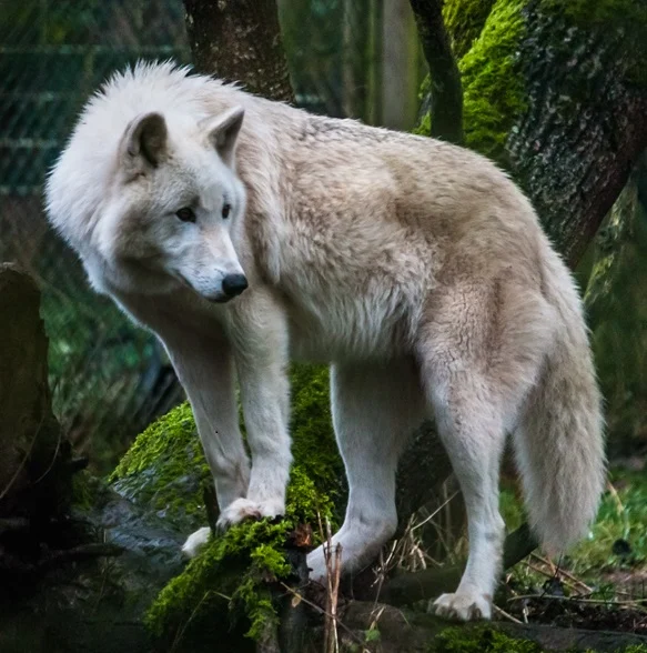 Wolfspark Werner Freund
