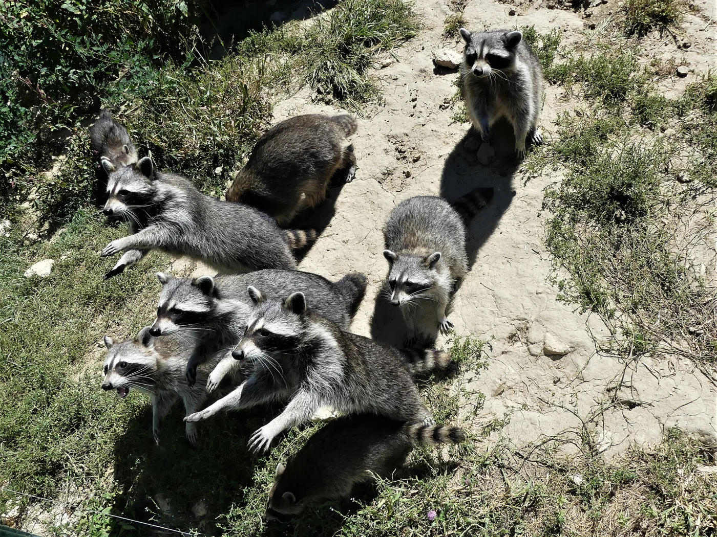 Zoo de Mescoules