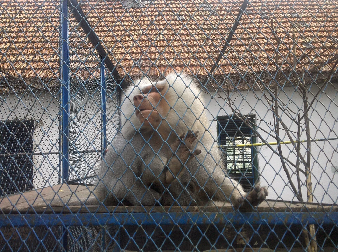 Zoo of Rădăuți
