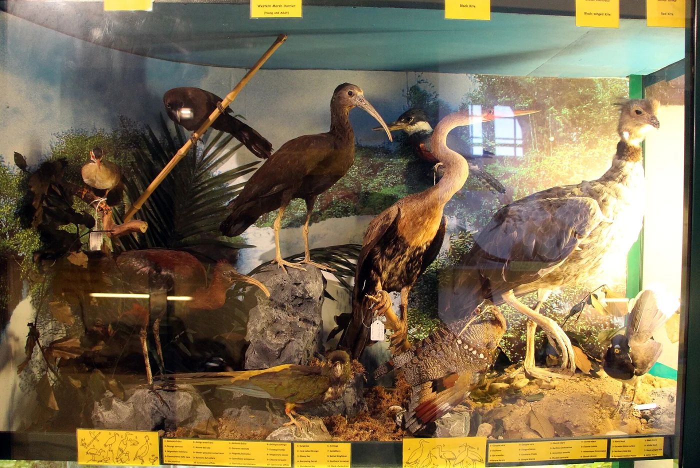 Zoological Museum